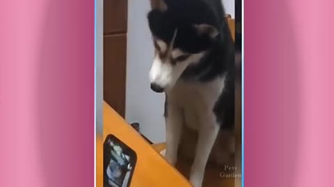 Rumble/funny dog not eating ,best viral video ,best video 2022