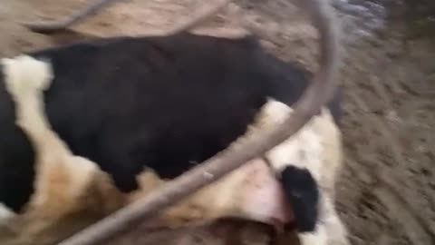 Black and white cow laying down on ground