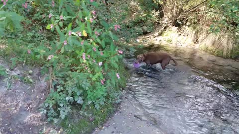 Elly loses frisby in river in Mayrhofen, Austria