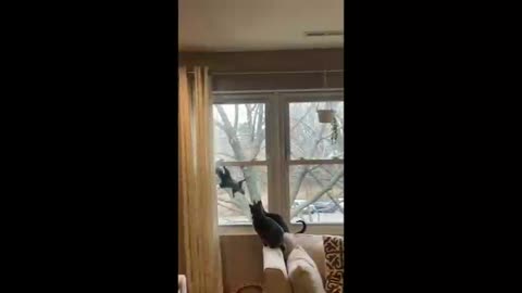 Pair of cats stalk squirrel climbing onto window