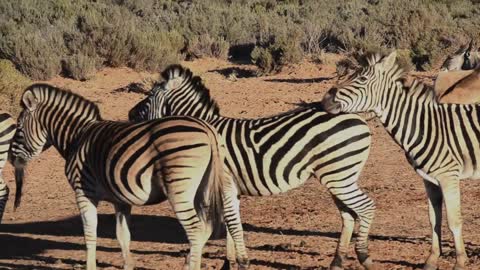 A Group Of Zebras In An Open Field