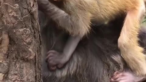 Cute little baby monkey riding on his mother's back