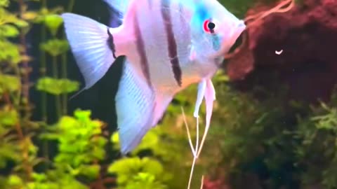 Satisfying Big Fish ASMR That Makes You Calm Original Satisfying Videos PART - 91