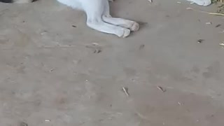 Little cat is playing with his mother
