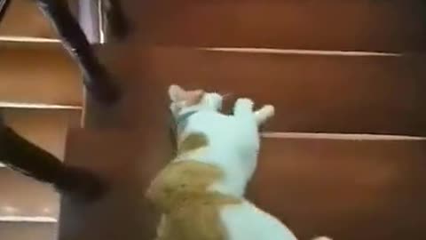 Look at the way cats go downstairs #cat #foryou #cute #comedy