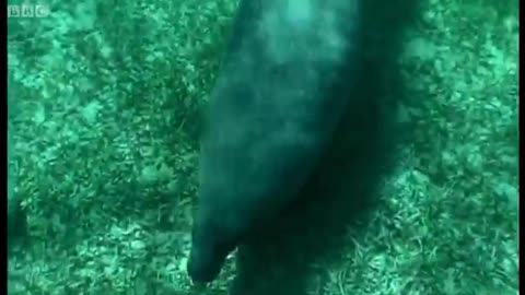 Swimming with a Manatee | Dive Caribbean | BBC Earth