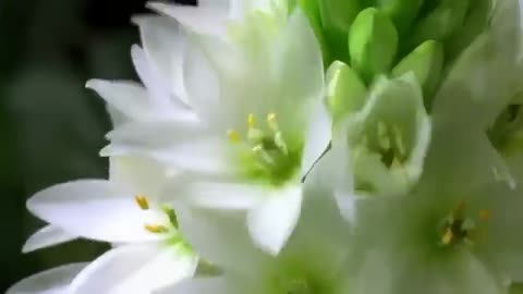 Beautiful Flower / Nature Whatsapp Status Video 💕💕