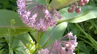 Milkweed