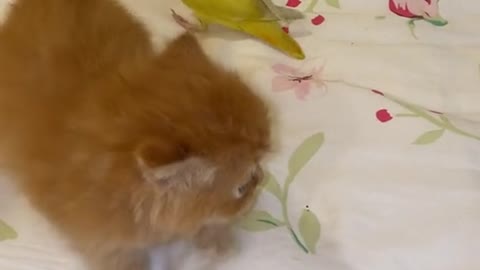 Parrot annoys cat🐈🐥