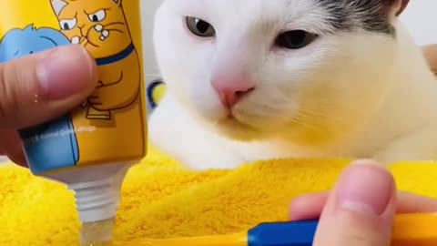 Cat taking a shower!