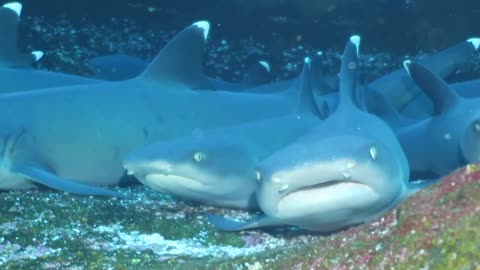 Diver Curiously Approaches Sleeping White Tip Reef Sharks