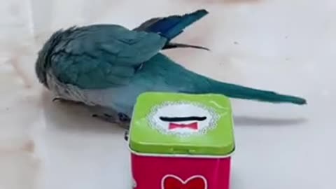 Cute Parrot Best Funny Video