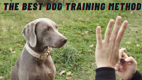 The Best Dog Training Method