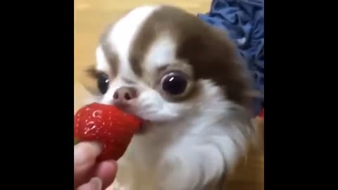 Funny dog eating strawberries so funny haha