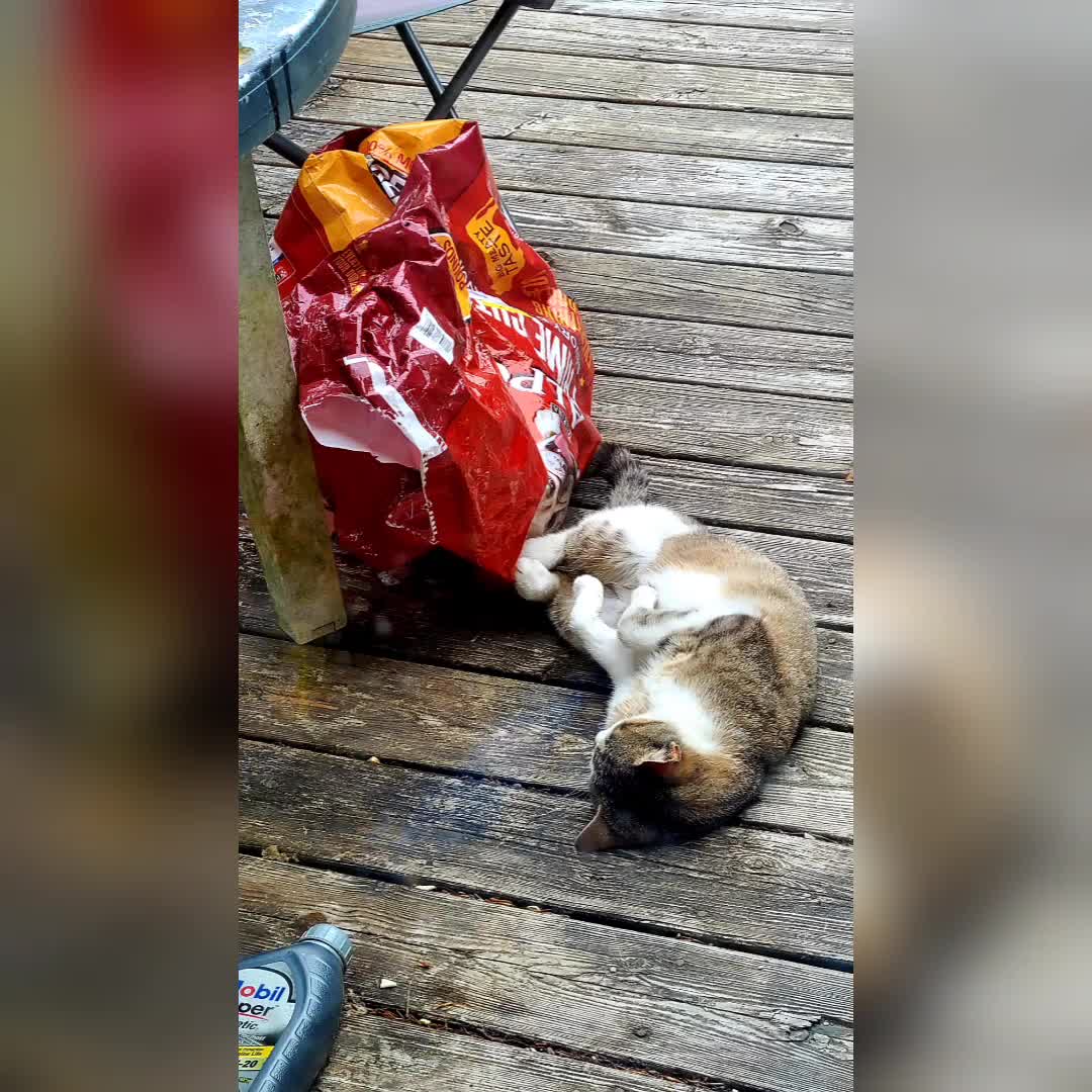 Kitty Rumble Life Of A Kitty