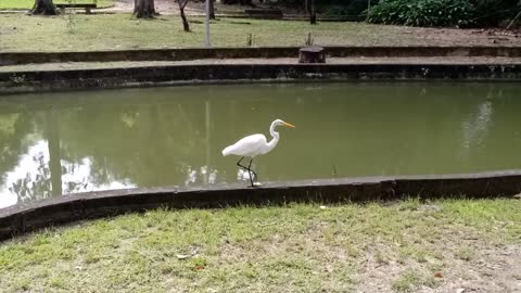 Egret Walking 🦢🦢🦢