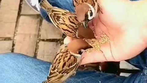 Beautiful Sparrows video