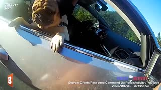 Trooper Catches Dog Attempting to Flee Traffic Stop