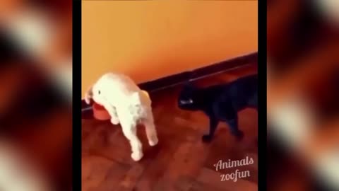 Cute and Funny Cats