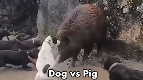 Terrible Killer Pig's attacked footage