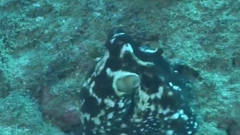 Octopus camouflage