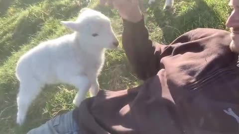 cute lamb asking for attention