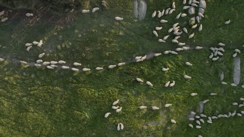 Aerial view of hundreds of sheep walking in field on Kangaroo island, Australia