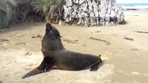 Farting Funny Sea Lion