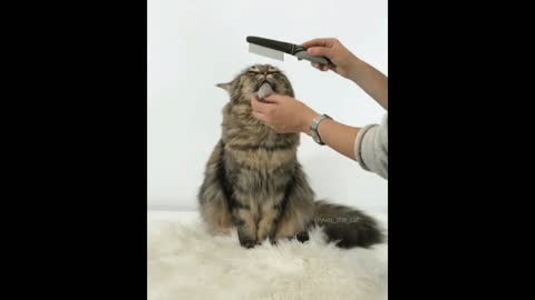 Gif video of cat being combed by its owner