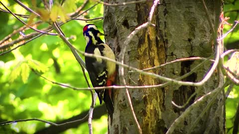 Woodpecker Pecking on a Tree !!