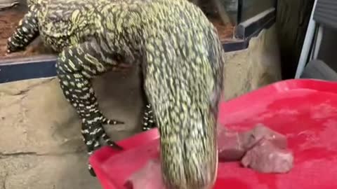 Would you feed the lizard with the largest teeth in the world 😬
