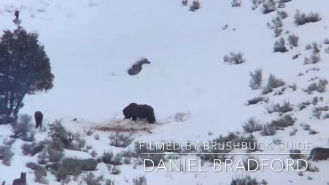 Junction butte wolf pack surrounds grizzly Bear in Yellowstone National Park