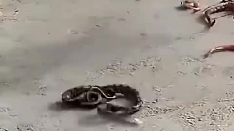 Cat vs snake || funny fight video #shorts #shortvideo #cat