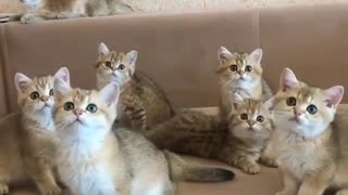 Group of Small Kittens trying to Catch thier Toy