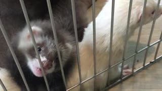 Ferret Babies Playfully Nibble on a Finger