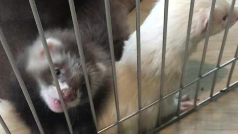 Ferret Babies Playfully Nibble on a Finger