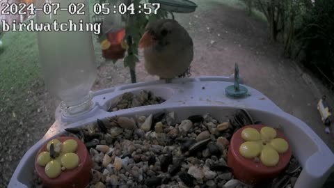 Birdwatching Webcam