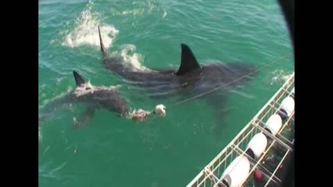 Two Great White Sharks Circle Boat With Cage Divers