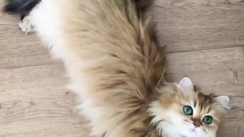 Silly kitten is scared of everything
