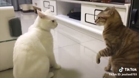 Cute cats talking 2