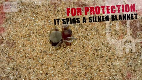 Spoor Spider vs Dune Ant | Deadliest Showdowns | BBC Earth