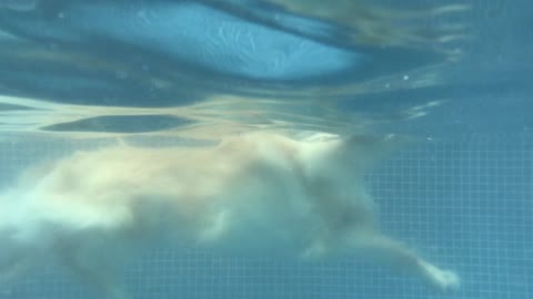 golden retriever swimming