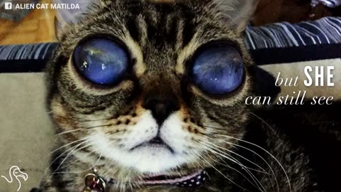 Cat's Galactic Eyes Remains A Mystery