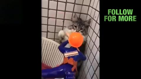 Scared Pets Try Not to Laugh