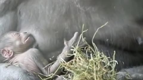 Gorilla with New Born Baby, Amazing Caring Video