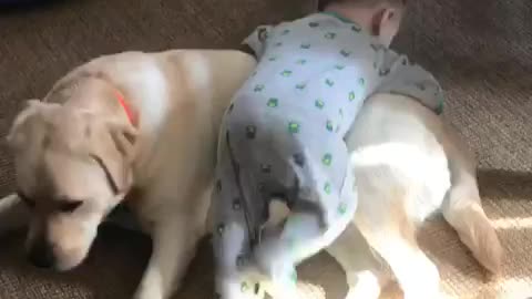 Baby uses dog as personal jungle gym
