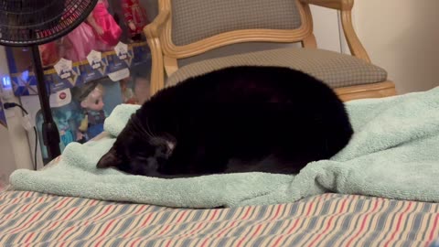 Adopting a Cat from a Shelter Vlog - Cute Precious Piper is Sound Asleep