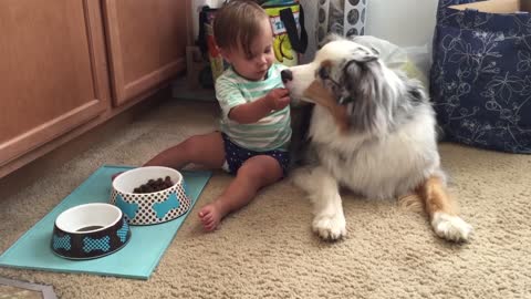 Baby Hand Feeds Dog Food To Australian Shepherd