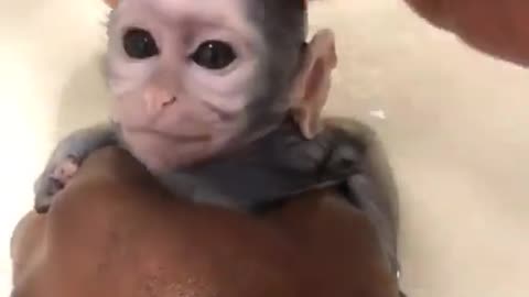 A monkey taking a shower