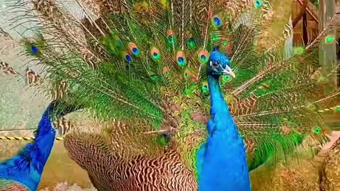 Peacock or peafowl, large bird of the genus Pavo, in the pheasant family, native to E Asia.